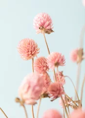Foto auf Acrylglas Dried Gomphren flowers still life macro photo. © gitusik