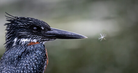 Bird looking at windblown pollen - giant kingfisher