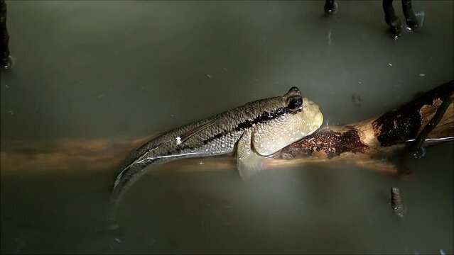 Footage of a Mudskipper Relaxing on Mangrove Tree Root, Samut Sakorn Province, Central Thailand