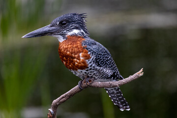Giant Kingfisher in Africa closeup black, white and dark orange bird