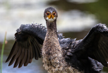 Cute dragon like bird  with open wings close up