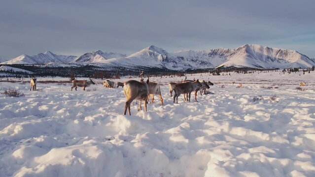 Herd of reindeer grazes in snow against backdrop of mountains. Camp of domesticated deer