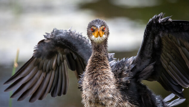 Reed cormorant wings spread closeup