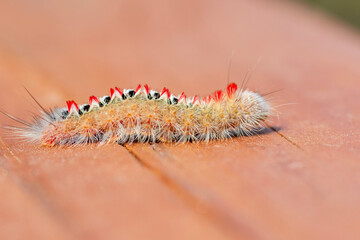 Caterpillar