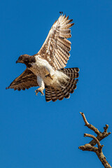 Martial Eagle (Polemaetus bellicosus)