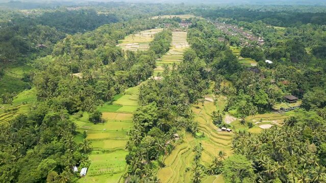 Ubud is the heart of Bali. Drone flight over rice terraces at sunrise
