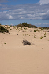 Sand dunes and plants, Corralejo, Fuerteventura