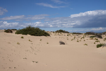 Fototapeta na wymiar Sand dunes and plants, Corralejo, Fuerteventura