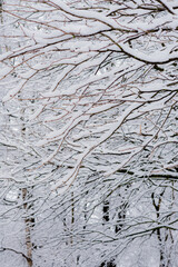 Snow covered branches, closeup, texture.	
