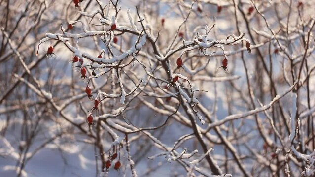 Snow falls and sparkles on a sunny winter frosty day on thorny branches of wild rose with red berries. Rosehip bushes with thorns and berries covered with fluffy snow in the glare.