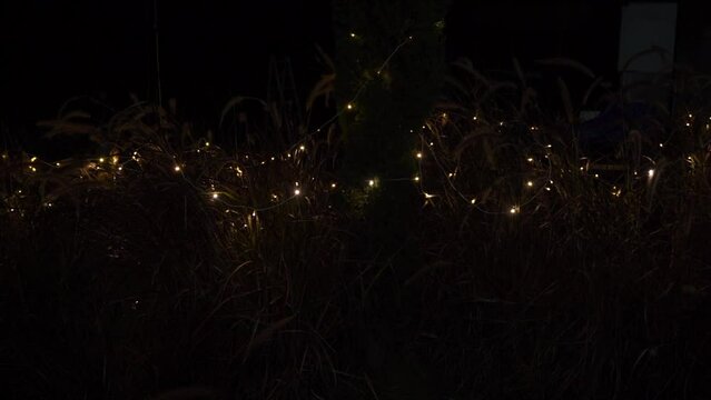A nighttime view of wedding lights adorning the plants