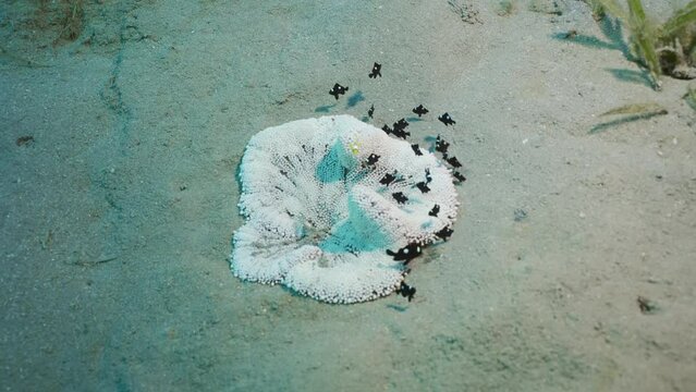 Baby fishes of Domino and Clown on White Sand Anemone, Top view, Slow motion. Babies of Red Sea Anemonefish (Amphiprion bicinctus) and Domino Damsels (Dascyllus trimaculatus) in Adhesive Sea Anemone