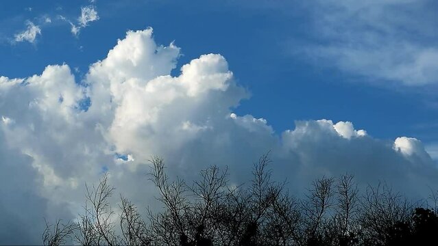 Fluffy Clouds Flowing on Sunlight Sky over Dry Tree Branches Time Lapse Footage