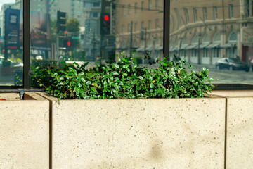 Cement stucco wall with tropical plant inside with background reflective office building glass in downtown city