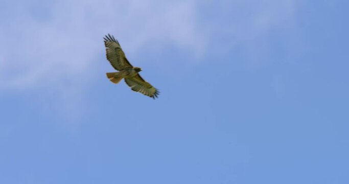Red-tailed Hawk flies in front of the clouds and blue sky in Malibu, California.