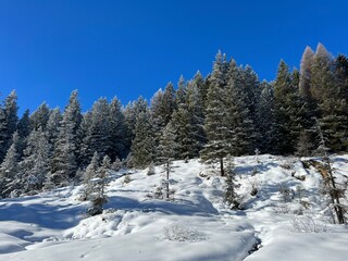 Picturesque canopies of alpine trees in a typical winter atmosphere after the winter snowfall above the tourist resorts of Valbella and Lenzerheide in the Swiss Alps - Canton of Grisons, Switzerland