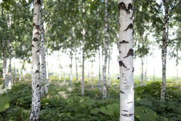 Obraz premium Urban city public artificial birch park in summer tree