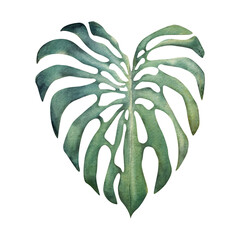 Hand drawn watercolor elements. Exotic tropical plant big green feathered monstera leaves. Isolated on white background. Design wall art, wedding, print, fabric, cover, card, tourism, travel booklet.
