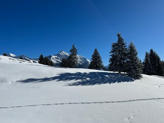 Fototapeta premium Picturesque canopies of alpine trees in a typical winter atmosphere after the winter snowfall above the tourist resorts of Valbella and Lenzerheide in the Swiss Alps - Canton of Grisons, Switzerland