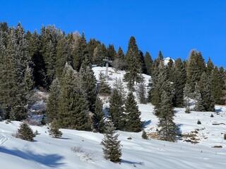 Picturesque canopies of alpine trees in a typical winter atmosphere after the winter snowfall above the tourist resorts of Valbella and Lenzerheide in the Swiss Alps - Canton of Grisons, Switzerland