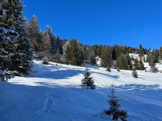 Picturesque canopies of alpine trees in a typical winter atmosphere after the winter snowfall above the tourist resorts of Valbella and Lenzerheide in the Swiss Alps - Canton of Grisons, Switzerland
