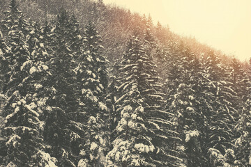Spruce tree forest covered by snow.Winter season.