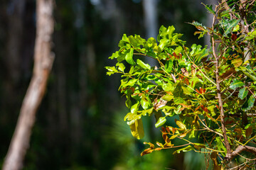 beautiful, unique plants growing in australian wetlands; tinchi tamba wetlands in brisbane, queensland, australia; vegetation of mangrove forests in moreton bay