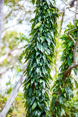 beautiful, unique plants growing in australian wetlands; tinchi tamba wetlands in brisbane, queensland, australia; vegetation of mangrove forests in moreton bay