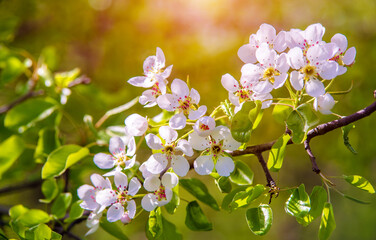 Flowering branch of pear in the garden in spring
