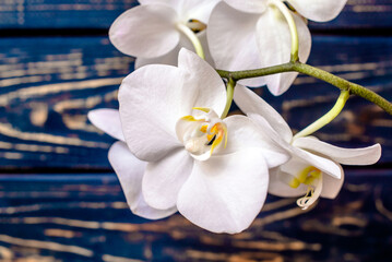 A branch of white orchids on a brown wooden background
