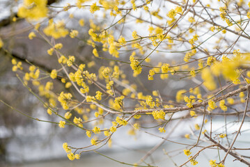 Yellow flowers on a branch of the tree. Spring. Close up.