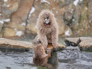 Snow monkey park