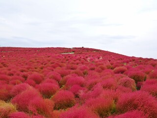 Spring flower in meadow