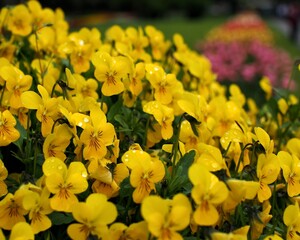 Spring flower in Austria 