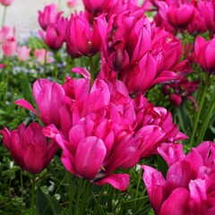 Spring flower in Austria 