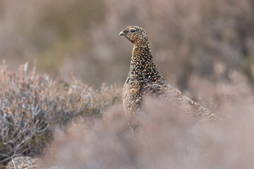 red grouse
