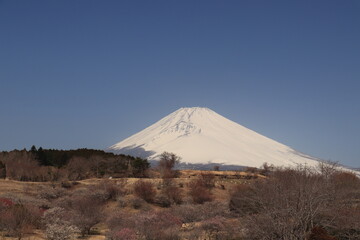 Fototapeta na wymiar 晴天に映える富士山と梅園