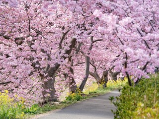 Spring Sakura cherry blossom in Japan