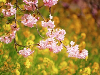 Obraz premium Sakura cherry blossom in Japan 