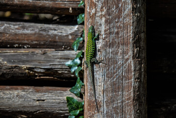 Lézard des murailles (Podarcis siculus)