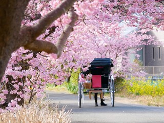 Sakura Cherry blossom in Japan