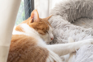 窓辺で眠る猫　茶トラ白
