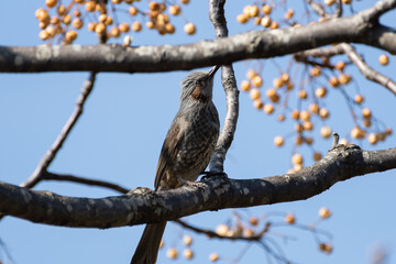 木の実を食べる野鳥