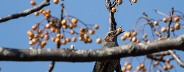 木の実を食べる野鳥