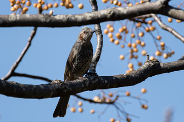木の実を食べる野鳥