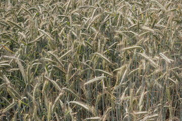 Green wheat in the field, close up.
