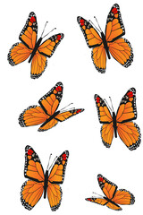 Monarch butterfly Set Isolated on PNG White Transparent Background 01