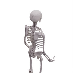 3d human skeleton isolated