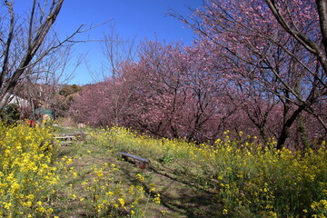 Fototapeta premium 雪割り桜を眺める （高知県 須崎市 桑田山）