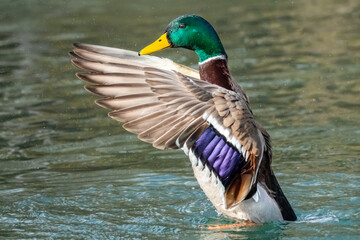 Flatternde Stockente im Wasser